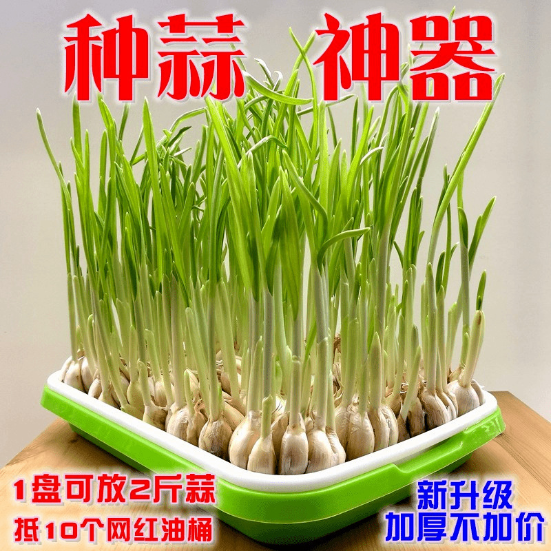 Balcony Garlic Seedling Pot Garlic Planting Tray Garlic Planting Artifact Hydroponics Garlic Planting Pot Garlic Seedling Plate