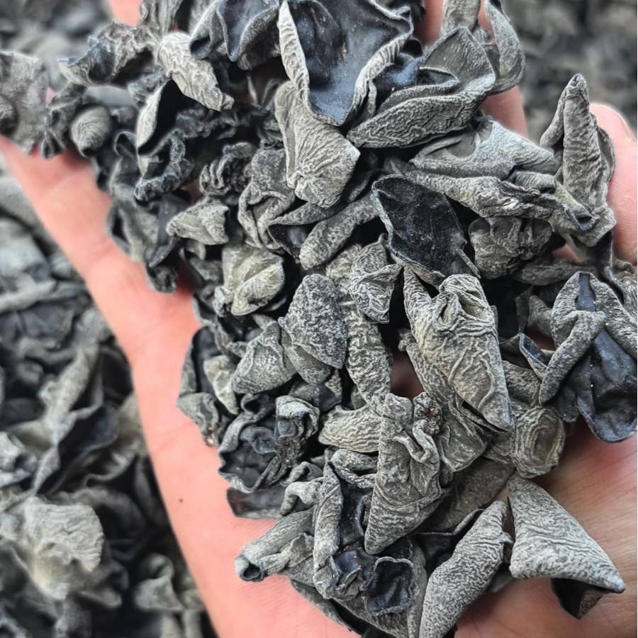 Народный черный гриб, оптовая продажа