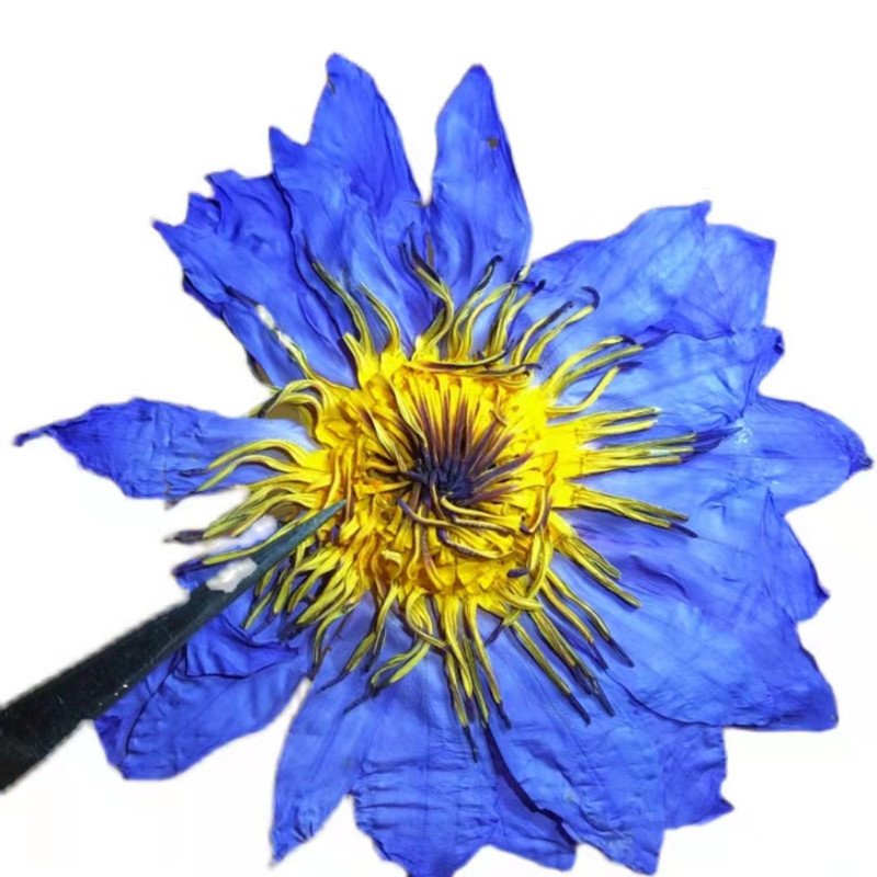 2025 New Blue Lotus Fresh Blue Lotus Dried Egyptian Water Lily Dried Flower Wholesale Spot 0.5kg / Piece