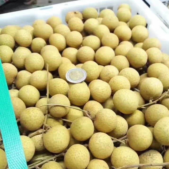 Taiyong Eye Fresh Imported Longan Tropical Fruit for Pregnant Women, 2.5kg Small Seeds, Thin Skin, Branch-Free Fresh Fruit