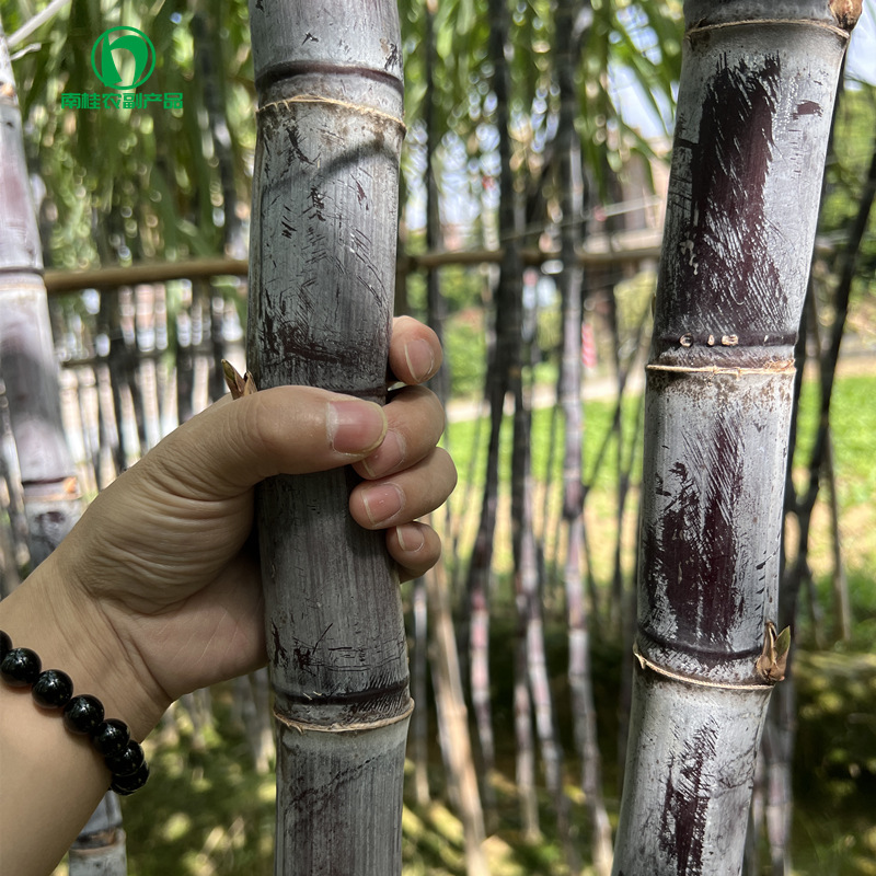 Directly Supplied from the Place of Origin of Guangxi Sugar Cane, New Variety of Black-Skinned Sugar Cane with Good Color, Long Sections, Crispy and Sweet Fruit Sugar Cane Wholesale