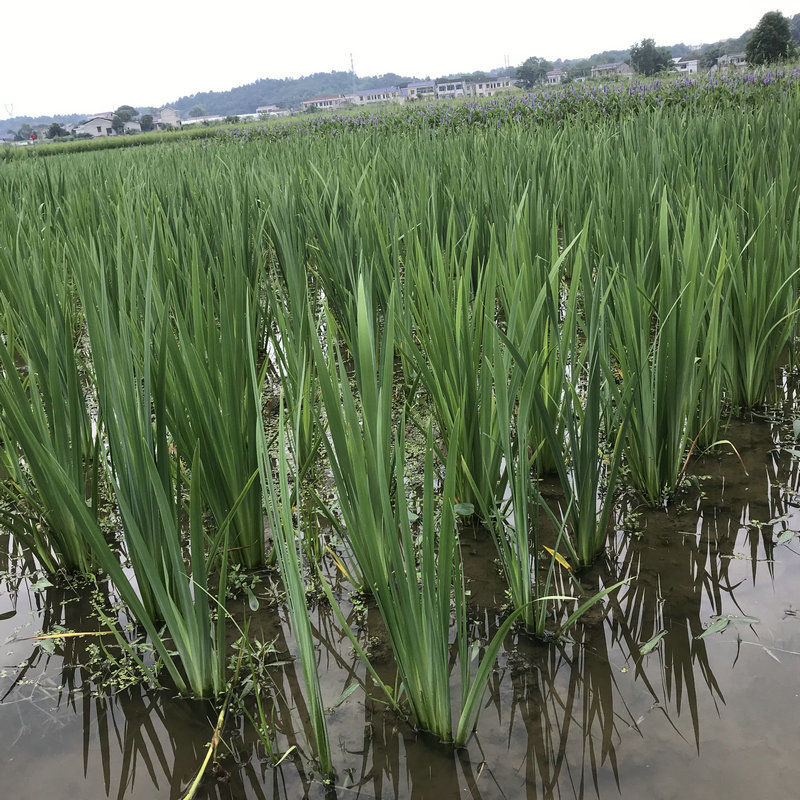 Yellow Calamus, Yellow Flower, Iris, Aquatic Plants, Water Plants, Fish Ponds, Ponds, Greening Plants, Yellow Calamus Seedlings