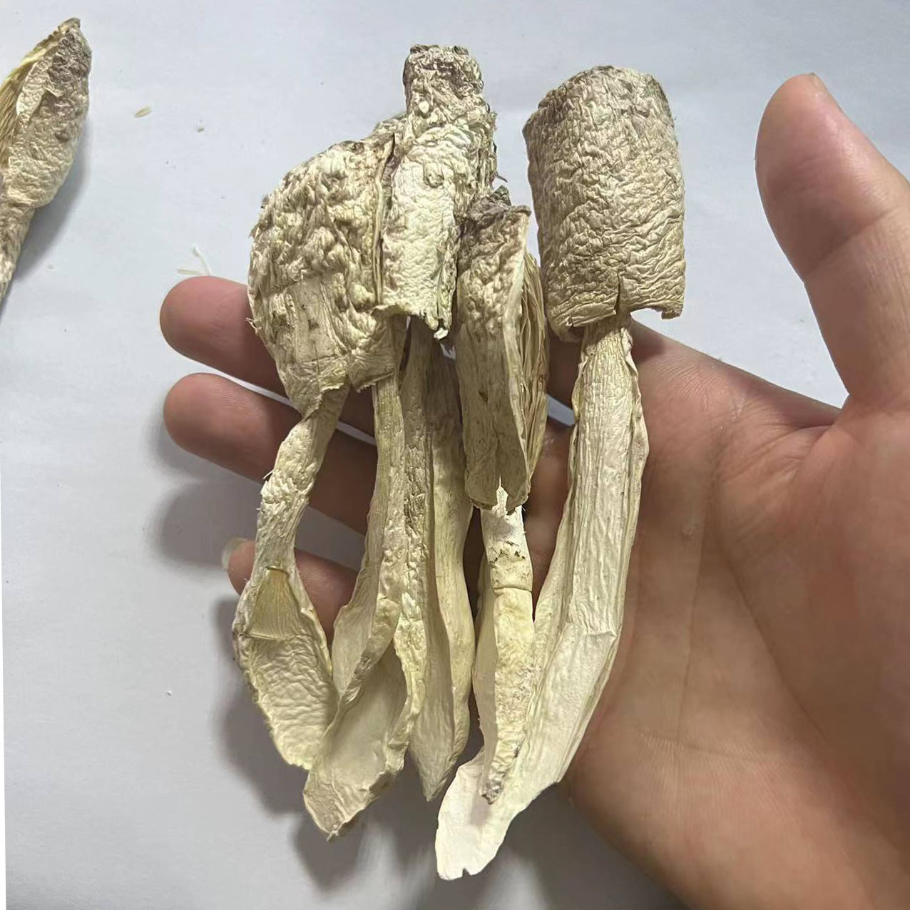 Малый куриный гриб Гутянь оптом