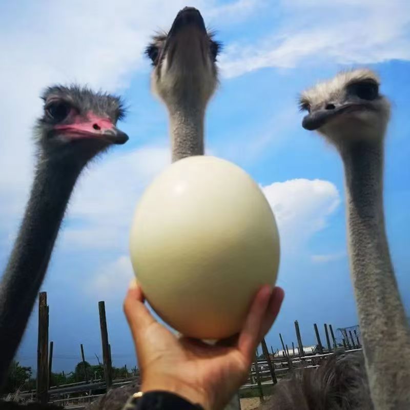 Свежие большие страусиные яйца, фермерские, зеленые и здоровые, подарочная коробка, гарантия на поврежденную упаковку, вкусные для бизнеса