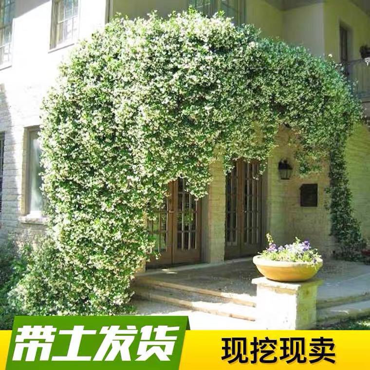 Windmill Jasmine Climbing Vine Potted Silver Jasmine Courtyard Balcony Outdoor Evergreen Aromatic Cold-Resistant Climbing Creeper Vine