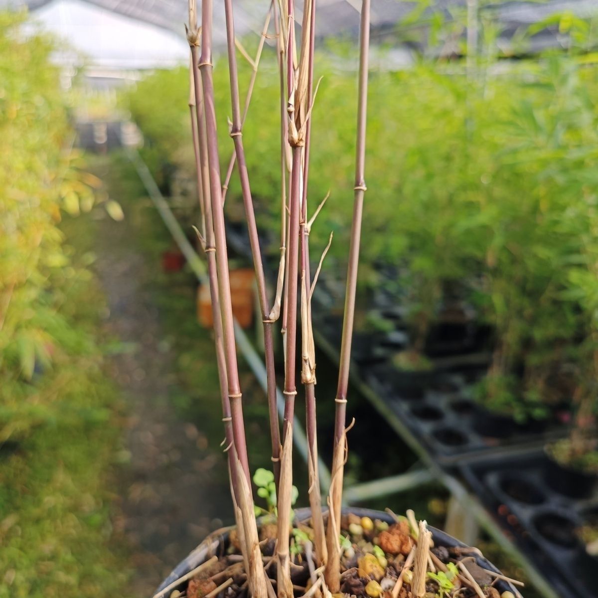 Taiwanese Interior Door Boutique Bamboo Bonsai Indoor Study Elegant Potted Tea Table Easy to Maintain Zen Green Plants