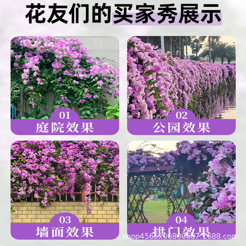 Garlic-Flavored Wisteria Seedlings, Climbing Plants with Purple Flowers for Balcony, Courtyard, Outdoor Flower Pots, Spring and Autumn Flowering Plants, Purple Bell Wisteria