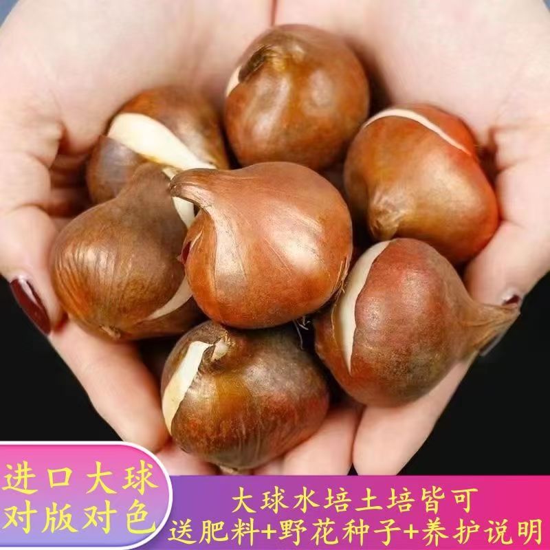[Tulip Bulbs] Perfume Lily Bulbs, Narcissus, Amaryllis, Saffron, Tulip Seeds