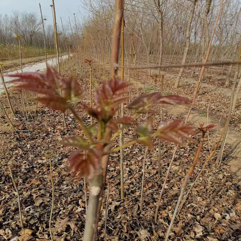 Red Oil Toon Seedlings, Fruit Tree Seedlings, Toon Saplings, Potted Edible Toon Saplings, Toon Saplings Planted in the South and North