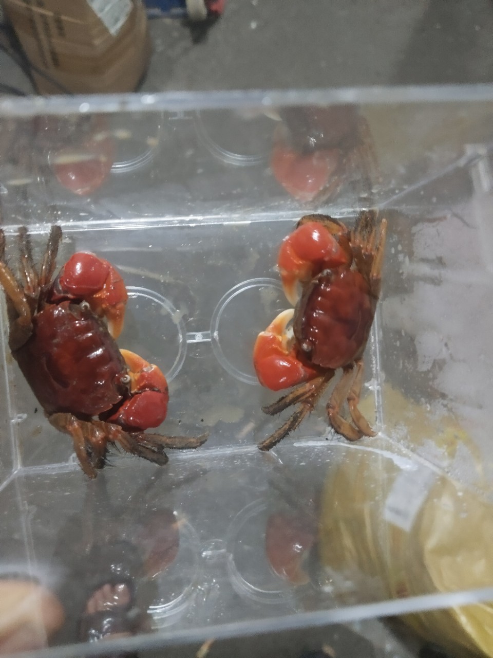 Live Pet Crabs for Aquariums, Ornamental Crabs, Native Freshwater Crabs for Stalls and Wholesale
