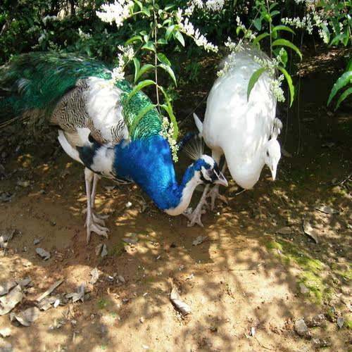 Adult Peacock Live Blue Peacock/White Peacock Optional Healthy Adult Peacock Ornamental Pet Peacock Free Shipping