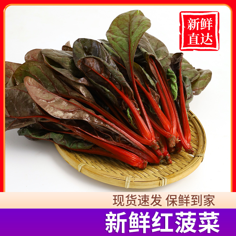Wholesale and Delivery of Four-Season Red Spinach, Self-Picked Summer Red-Leaf Red-Stem Beetroot, Purple-Leaf Root Spinach, Four-Season Spinach