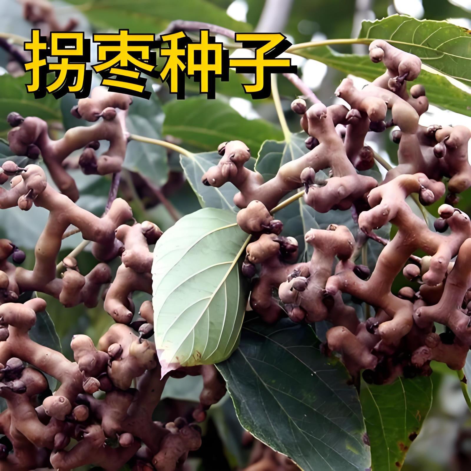 Freshly Harvested Jujube Seeds, Zhiqi Seeds, Chicken Claw Fruit, Golden Fruit, Pear, Chicken Claw Tree, Tall乔木 Tree