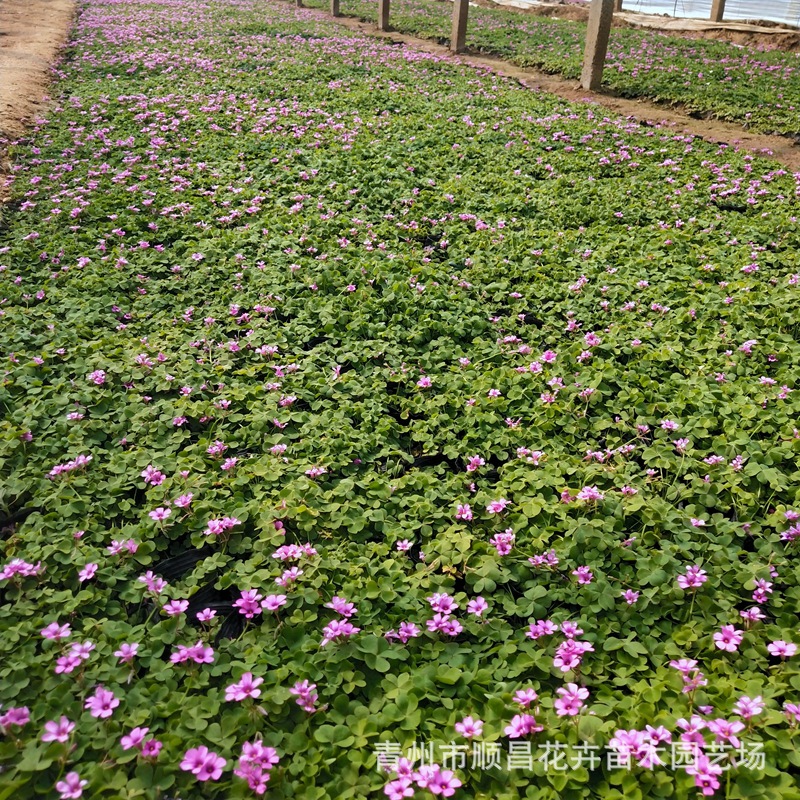 Clover Red Flower Wood Sorrel Plant Grass All Year Round Green Red Leaf Wood Sorrel Qingzhou Base Wholesale Engineering Seedlings