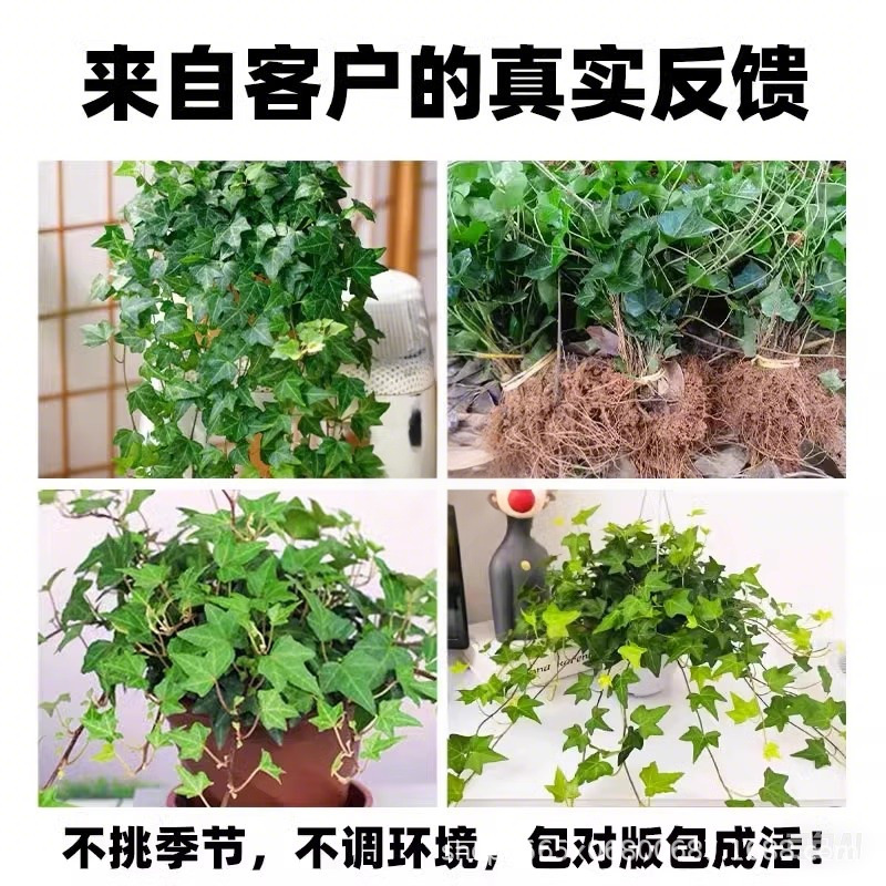 Ivy Seedlings Courtyard Balcony Climbing Vines Flower Landscaping Seedlings Ivy Seedlings Four-Season Evergreen Cold-Resistant Plant Seedlings
