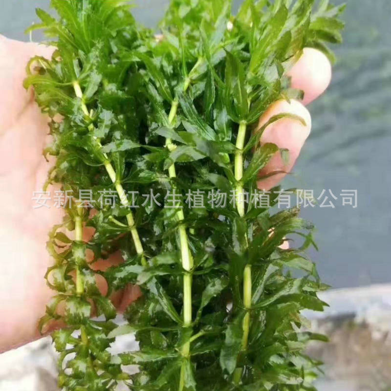 Understanding Dwarf Bitter Grass Seedlings, River Treatment, Submersible Plants, Water Quality Purification, Micro-Toothed Eye Dishes, Yilegae Engineering