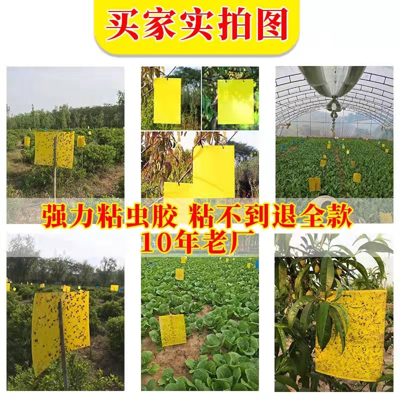 Yellow Board Double-Sided Sticky Insect Board Physical Sticky Insect Home Trap Orchard Tea Mountain Rod Thrips Fruit Fly Trap Powerful