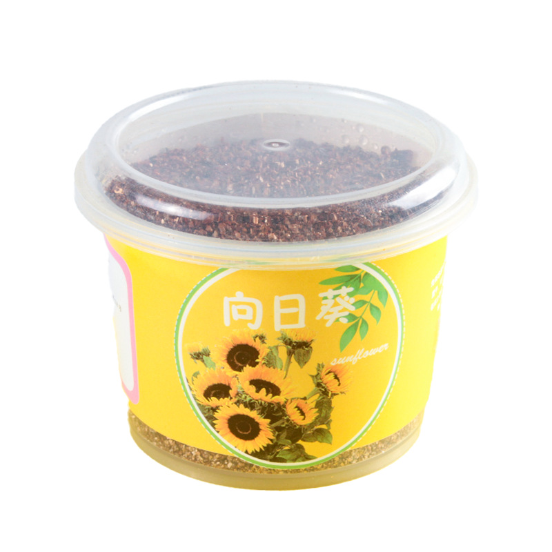 Qiaoqiao Cup Small Potted Kidsren's Handmade Toys Observation and Planting Hydroponic Creative Student Desktop Bonsai Green Plants