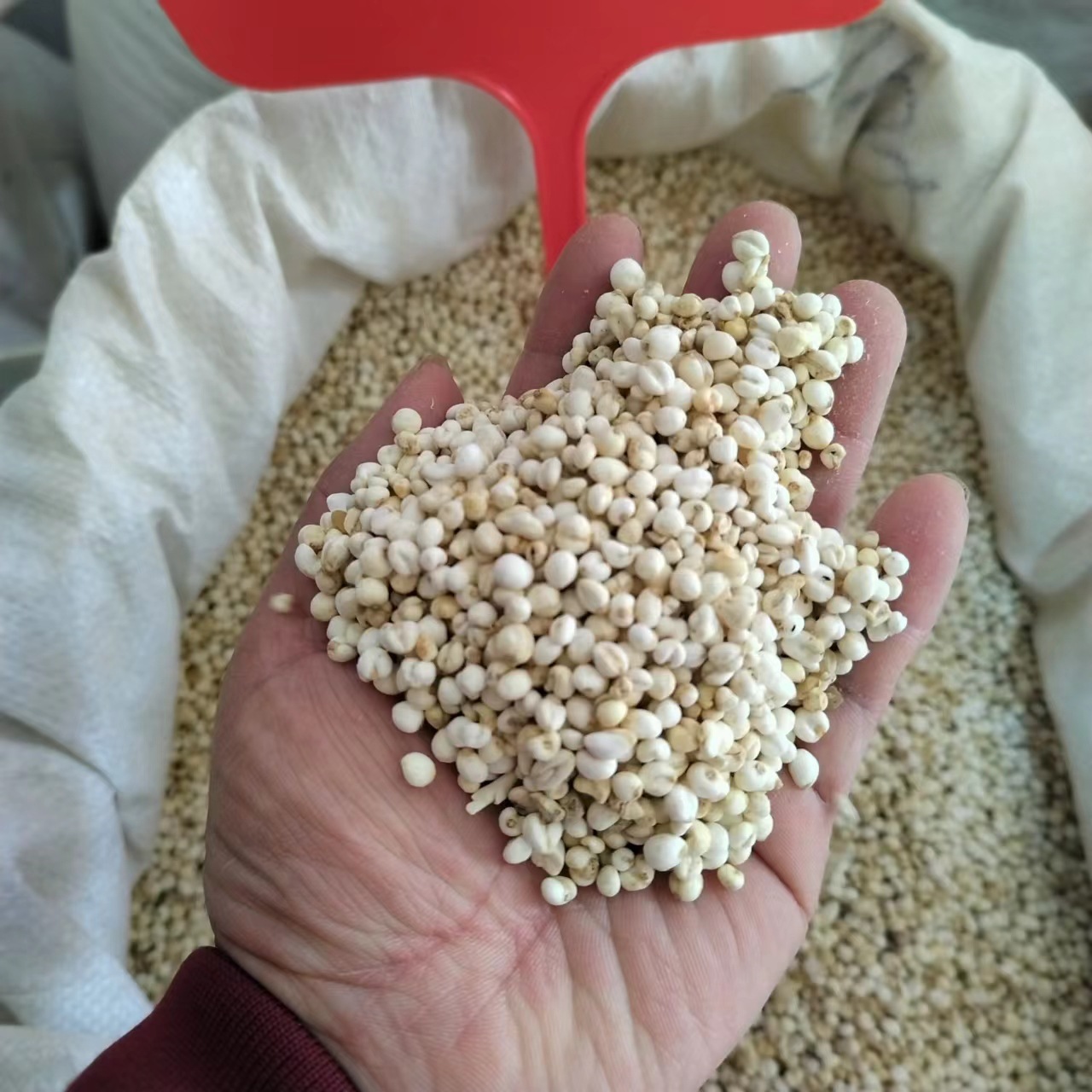 【Free Shipping】Fritillaria Chinese Medicinal Herb Anghuo Retail Flat Fritillaria Small Flat Fritillaria Large Quantity Medicinal and Edible, Sulfur-Free