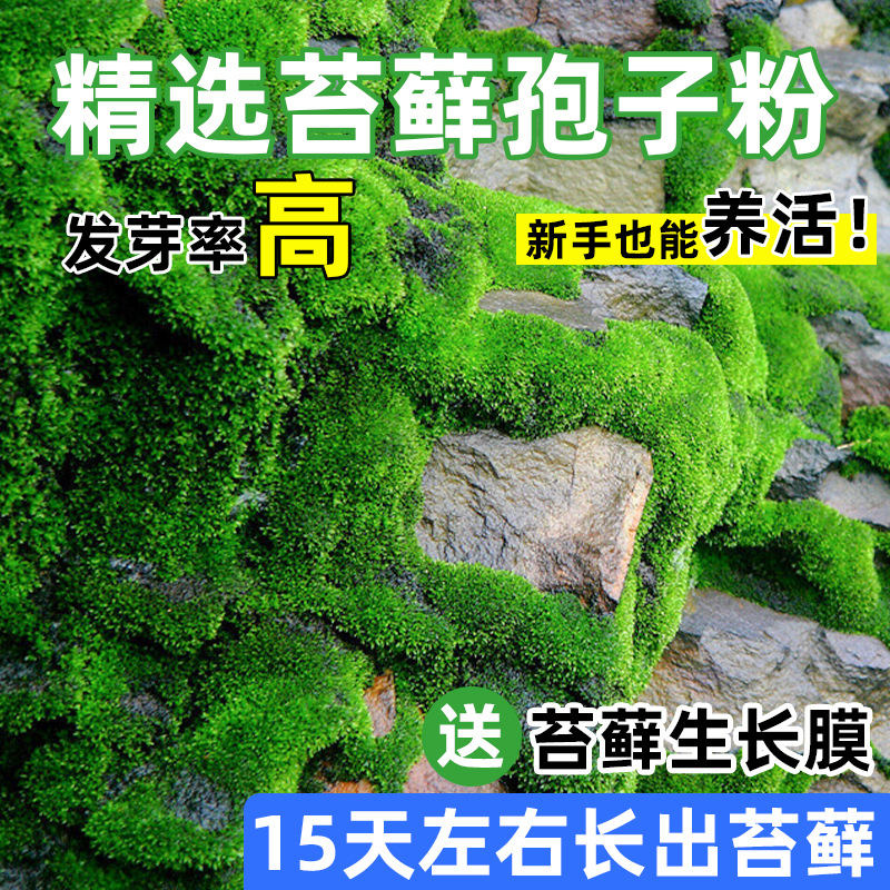 moss spore powder four seasons fresh moss green planting short velvet absorbent stone seeds micro landscape bonsai rockery grass seeds