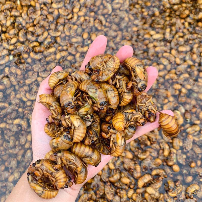 100 бесплатная доставка свежие цикады живые быстро замороженные золотые цикады оптом
