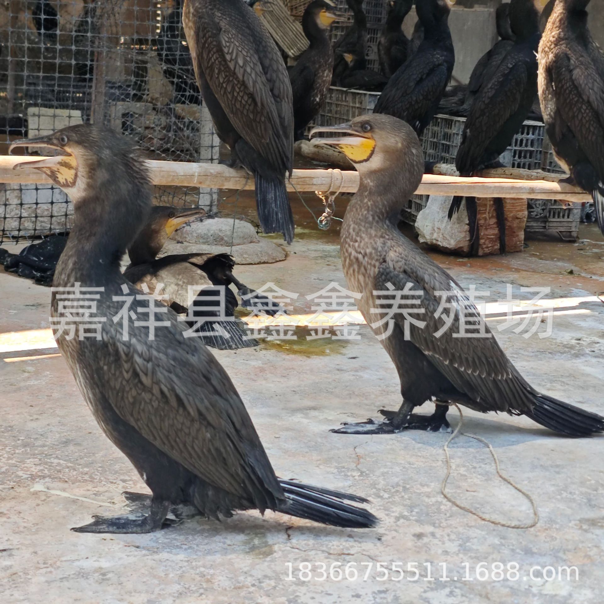 Cormorants Catch Fish Alive. Large Quantities of Fish-Catching Cormorants Are Sold. Wetland Park Performance Fish-Catching Cormorant Seedlings Are Priced at a Real Price