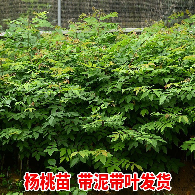 Starfruit Seedlings Grafted Seedlings Malaysia Taiwan Sweet Starfruit Red Starfruit Seedlings Balcony Potted Four-Season Fruit Seedlings