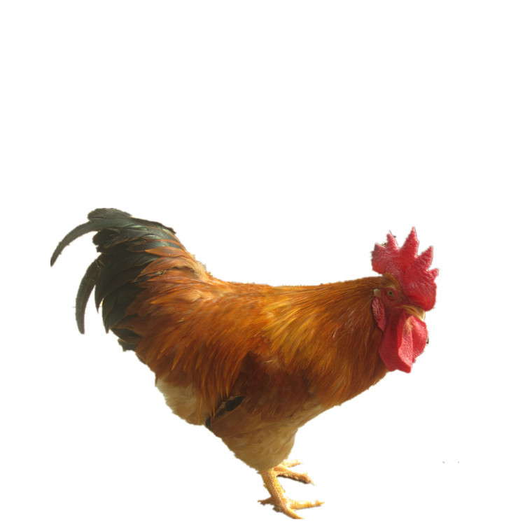 Sanhuang Chicken Seedlings Hatchery Wholesale Sanhuang Soil Two Chicken Seedlings and Black Chicken Seedlings Ma Yellow Soil Chicken Seedlings Green Shell Egg Chicken Seedlings