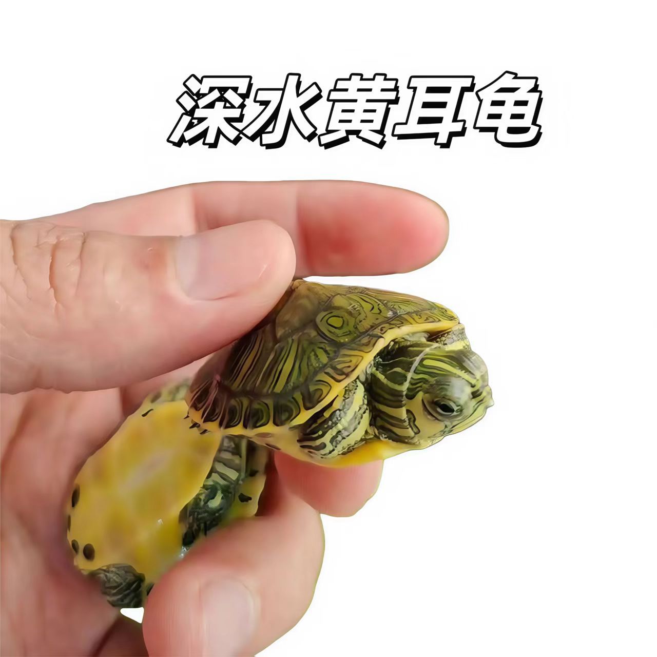 Wholesale Supply of Brazilian Turtles, Flower Turtles, Grass Turtles, Yellow-Eared Turtles, Map Turtles from the Source, Guaranteed to Be Delivered Alive to Your Doorstep