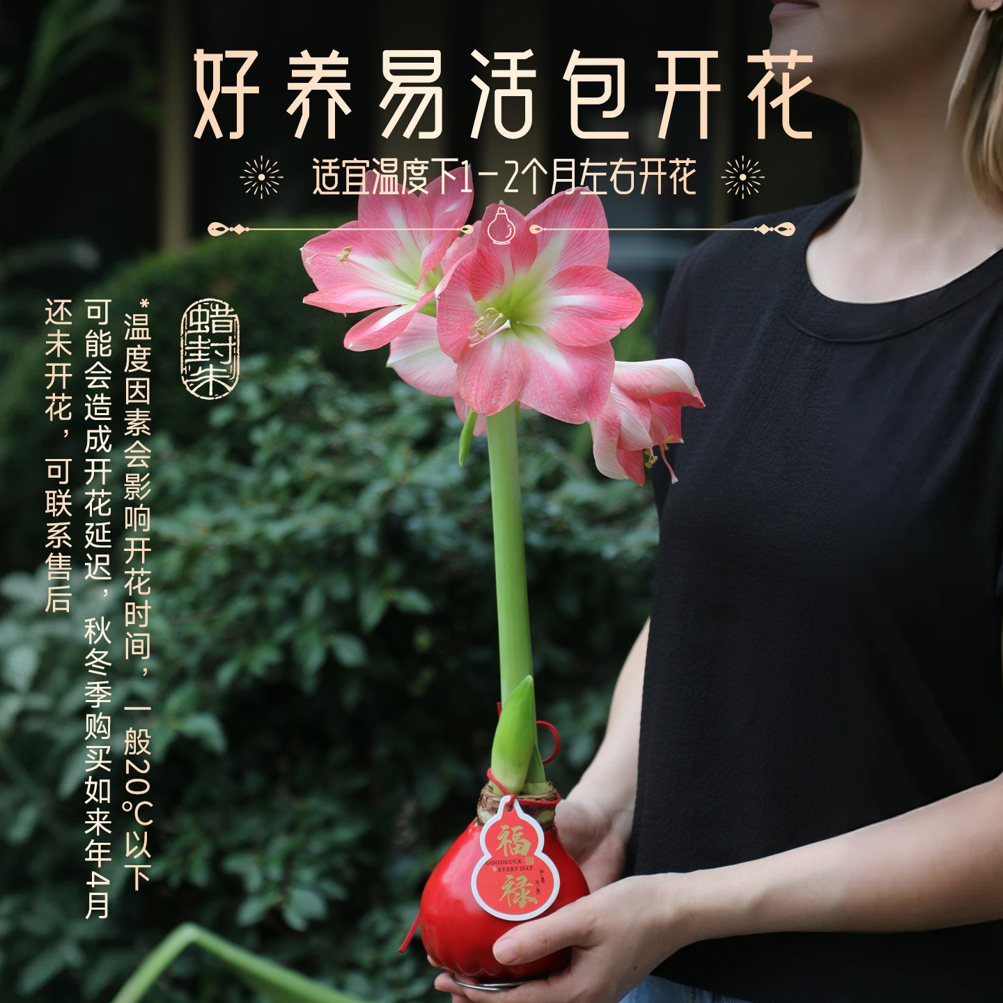 One Piece Free Shipping Amaryllis Wax Ball Single Petal Double Petal Christmas Gift New Year Souvenir Gift Box Wax Seal Amaryllis