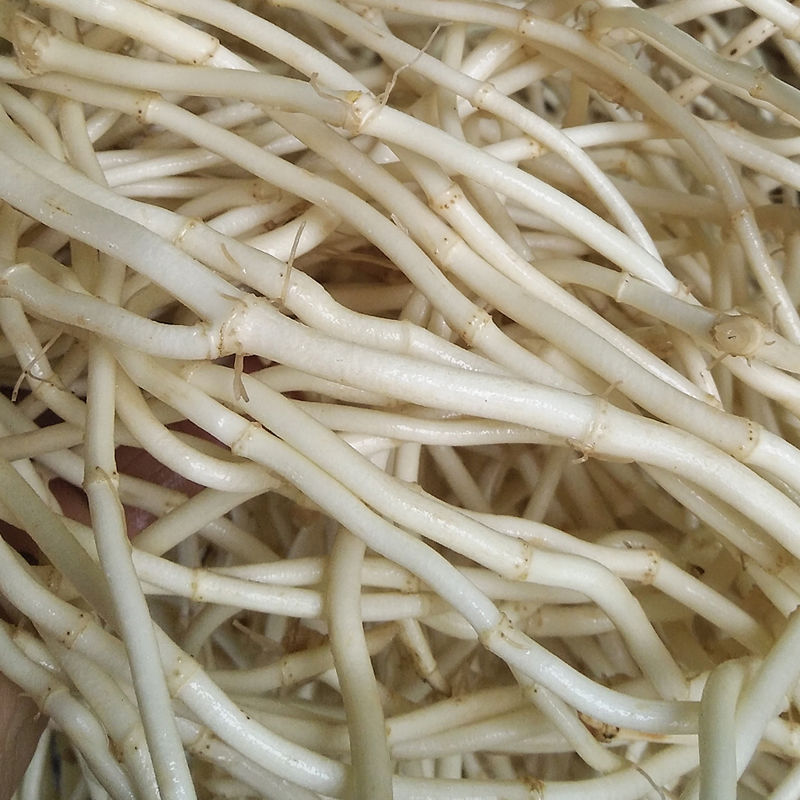 Fresh and Tender Houttuynia Cordata Roots for Cold Salad