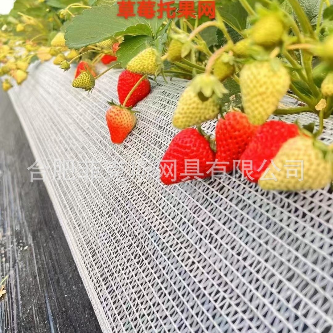 White Brand New Anti-Aging Strawberry Fruit Support Net for Ground Planting, Specialized Isolation Net, Beautification Net for Greenhouse Fruit Support