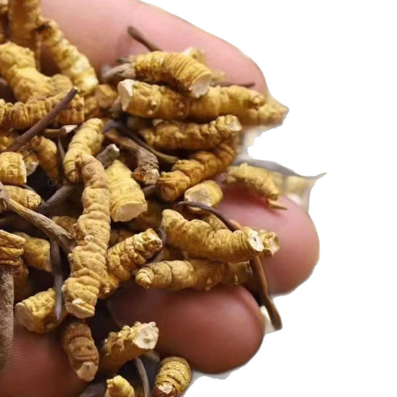 Cordyceps Sinensis, Broken Grass, Broken Cordyceps, Xizang Nagqu, Cordyceps Sinensis, Cordyceps, Wild Grass