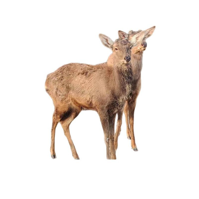 Sika Deer Cub Living Price Scenic Spot Watch Adult Stag Pet Relatives Sika Deer Living Breeding