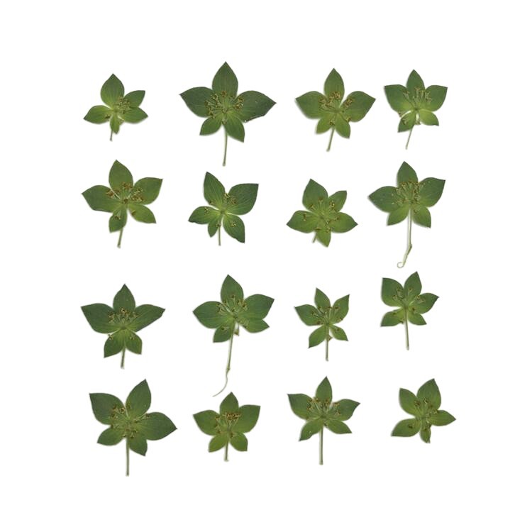 Rabbit Ear Grass Leaf Gold Nail Art Dried Flowers Internet Red Sticker Face ins Wind Flower Mobile Phone Shell Dropping Glue Flower Material diy Picture Frame