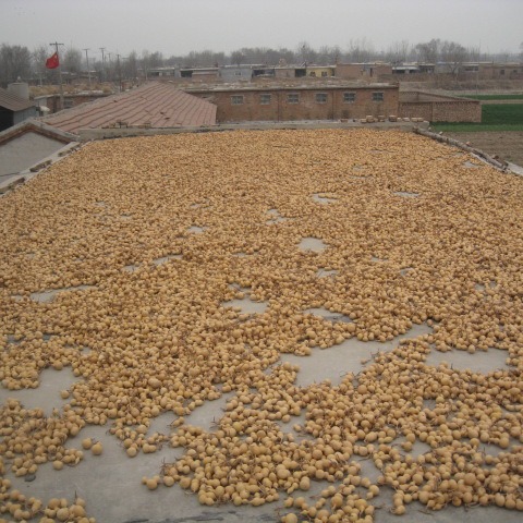 Natural gourd American small gourd hand-twisted gourd 4-7cm high text play play small gourd