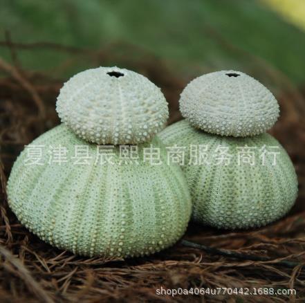 Natural Shell Conch Series Turquoise Sea Urchin Shell Home Floor Decoration Air Pineapple Base Landscaping