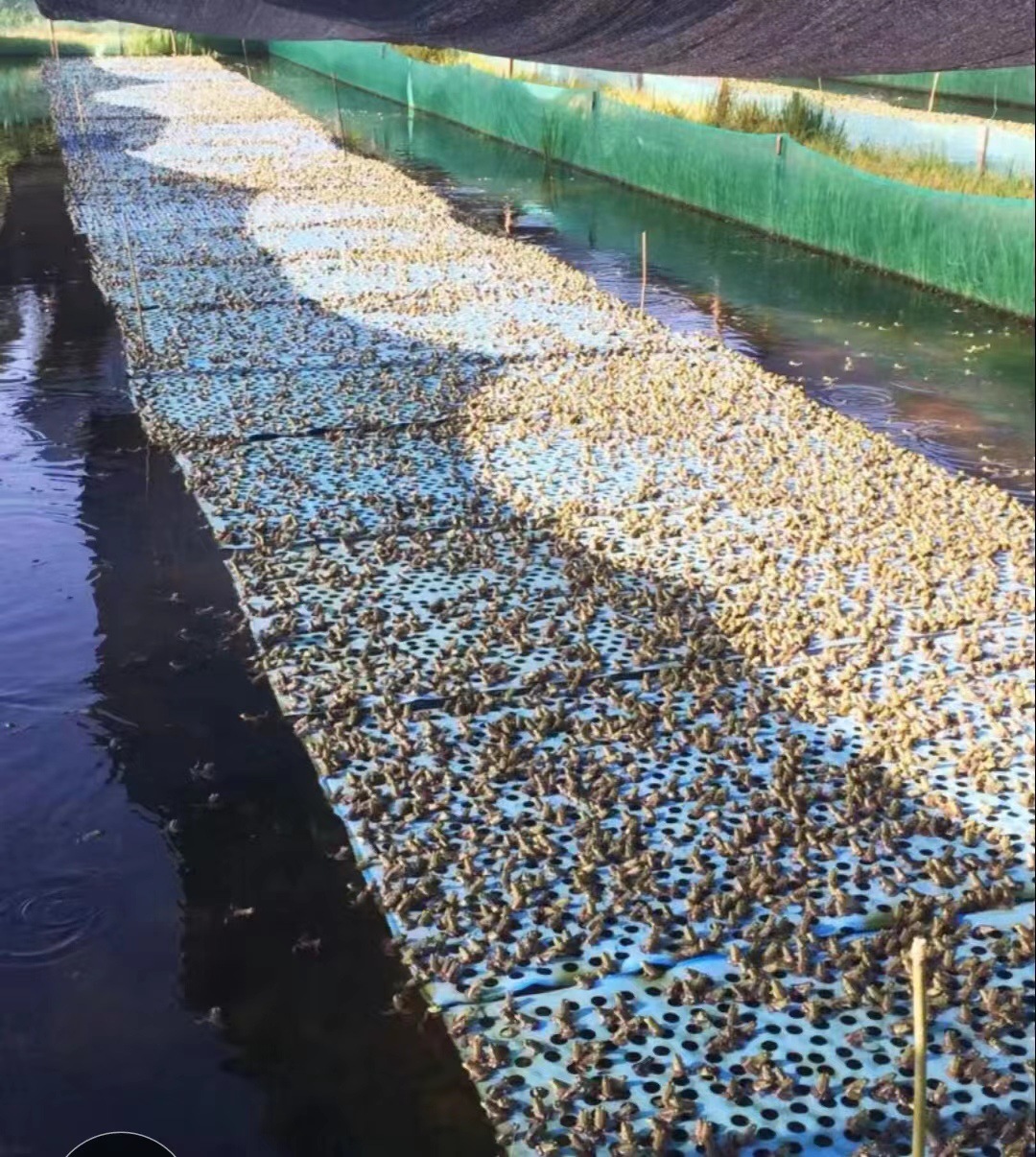 Breeding Factory Frog Buoyancy Pad Bullfrog Eva High Cotton Foam Hardness Optional