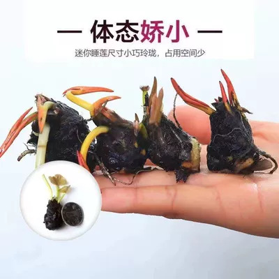 Water Lily Root Block Pond Hydroponic Large Water Lily Hydroponic Plant Four-Season Flowering Lotus Root Multi-Color Water Lily Root Flower Seedlings