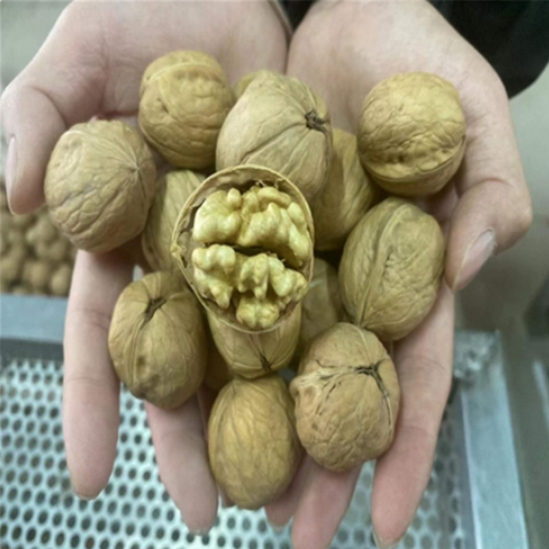 2025 New Arrivals Xinjiang Original Thin-Skinned Small Walnuts Bagged Paper-Skinned Walnuts Snacks Nuts New Year Goods Wholesale