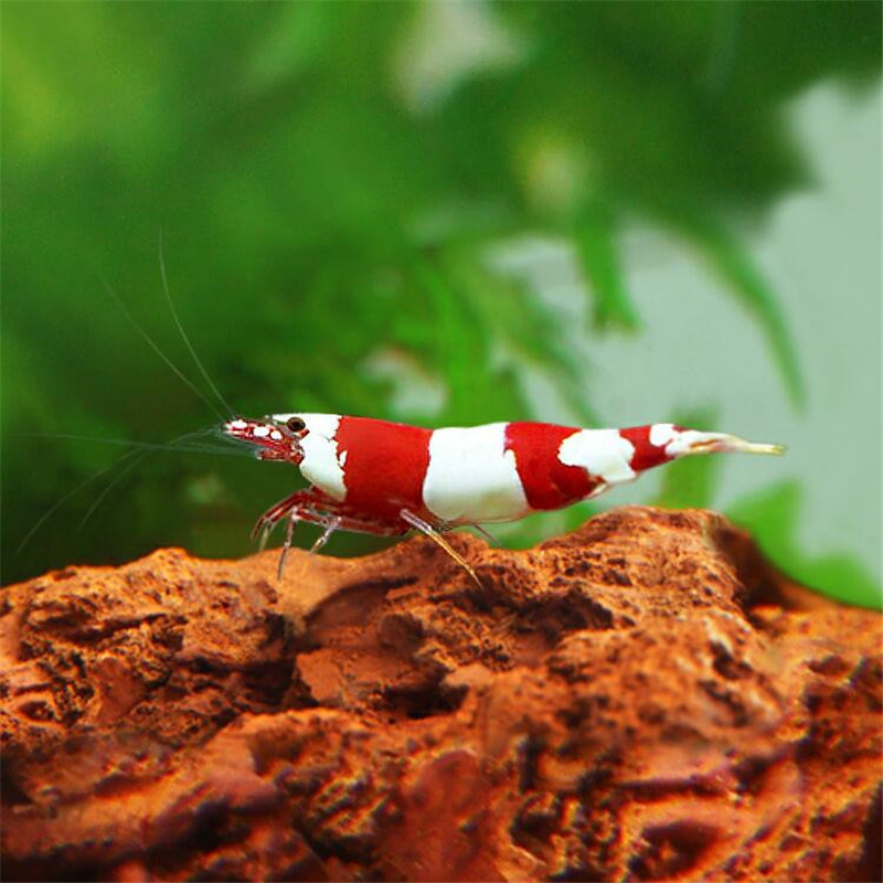 1-1.5cm Red Crystal Shrimp Xiangji Extreme Fire Sakura Shrimp Sapphire Large and Algae Ornamental Shrimp Living Algae Shrimp