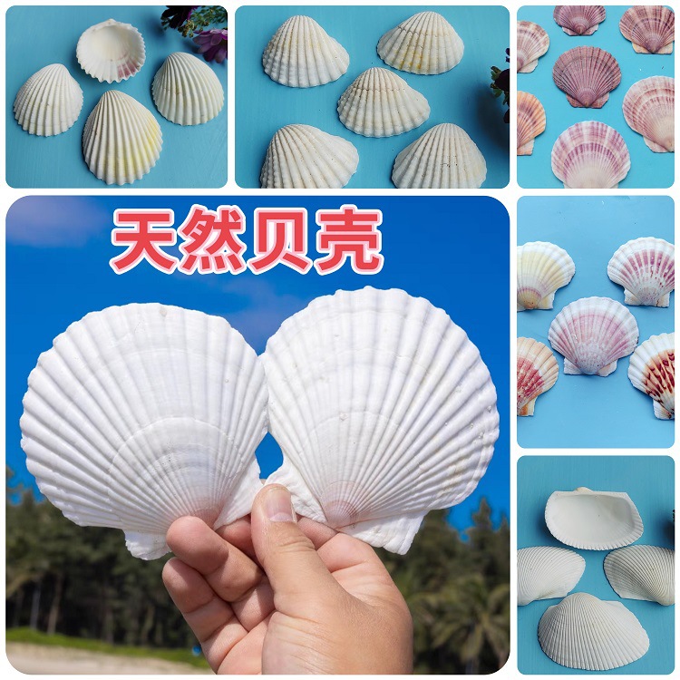 Натуральная белая раковина DIY ручная роспись граффити стен гавайская белая веерная раковина оптом