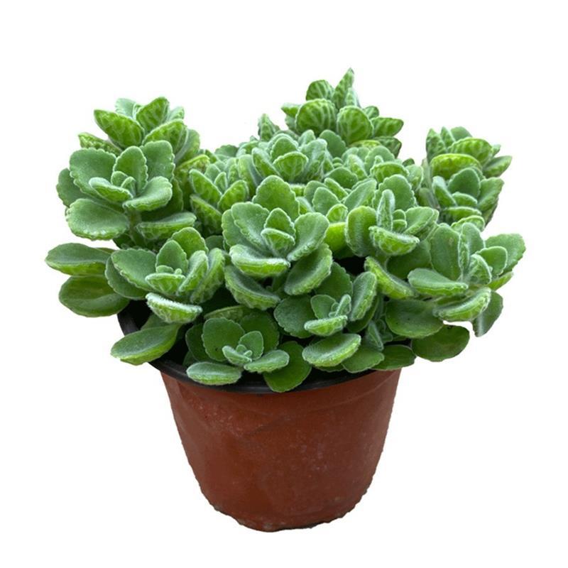 Potted Rosemary Plant with a Hint of Fragrance, Mint Green Indoor Scented Flower for Balcony Mosquito Repellent, Aged Succulent