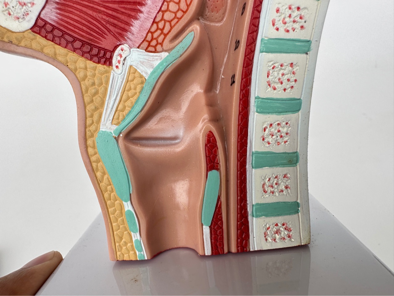 Human nasal anatomy model nose model Ent model lesion nasal cavity nose throat nose structure