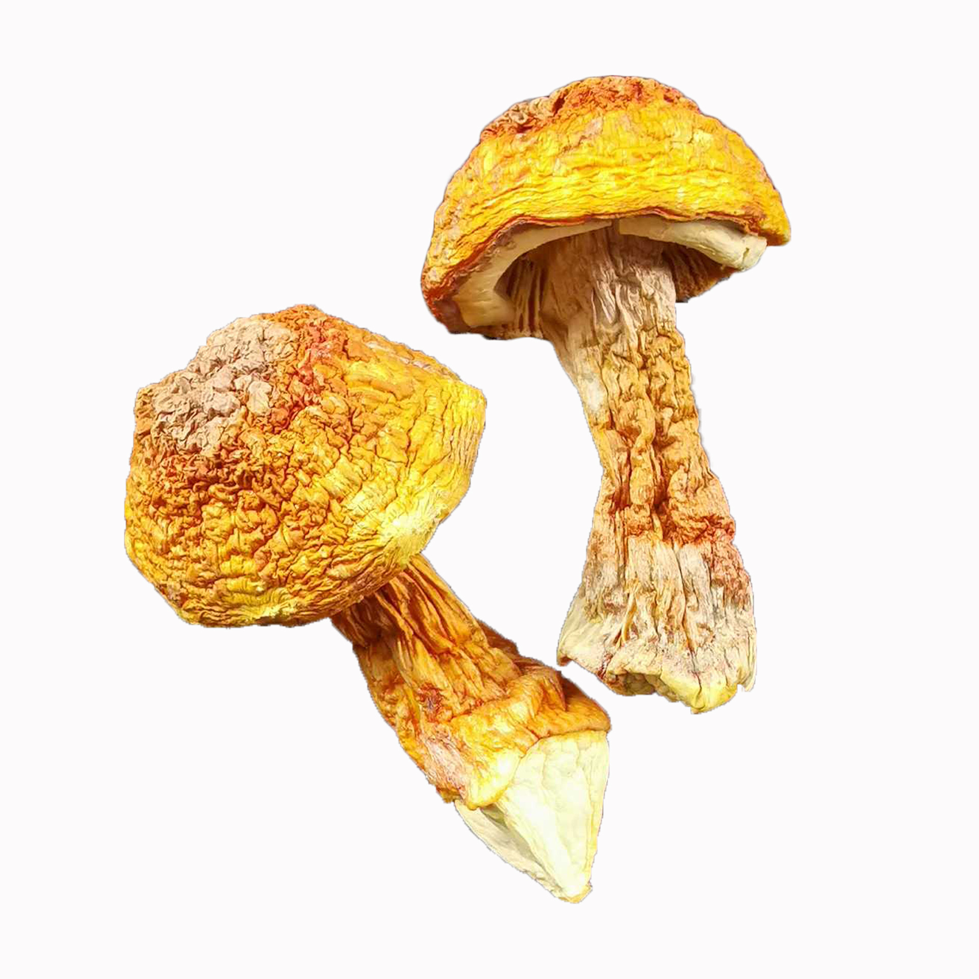 Dried Agaricus Blazei Mushroom, Natural Sulfur-Free Yellow Short-Stemmed Matsutake Mushroom, Edible Mushroom for Soup, Bulk Packaging