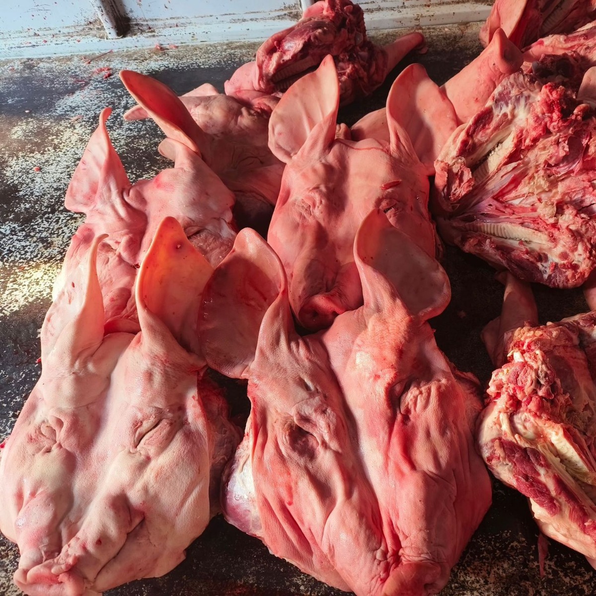 Свежая свиная голова для новогоднего блюда, свиной паштет, колбасные изделия, замороженная свиная голова, целая свиная голова из Шаосина без ушей, оптовая продажа