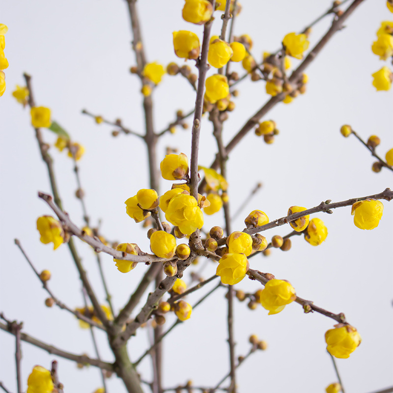 Suxin Wintersweet Fresh Cut Flowers Yunnan Straight Hair Flower Arrangement Hydroponic Plants Chinese Wintersweet Fresh Branches Winter Cherry Blossom Branches