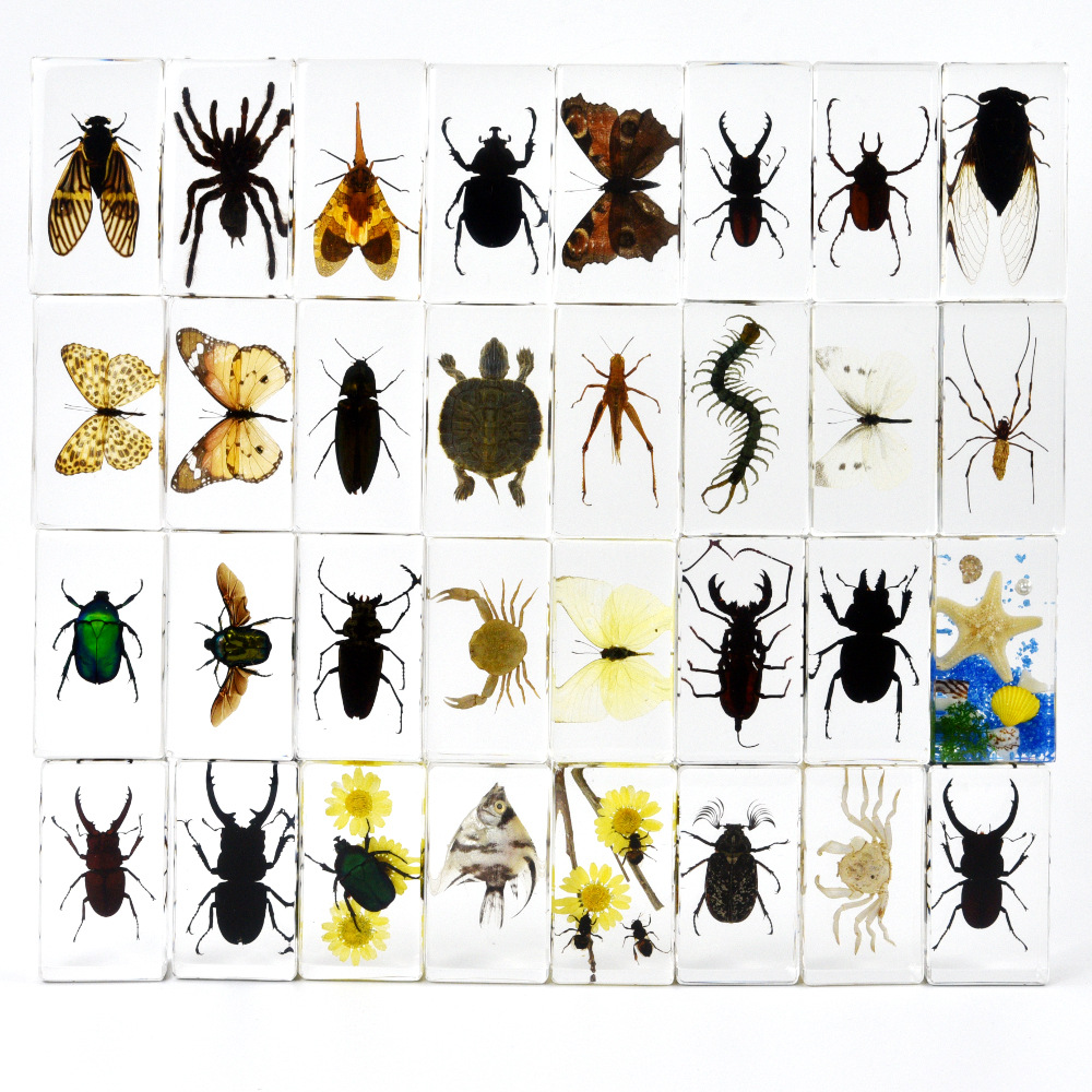4 # Medium Book Town Insect Ocean Butterfly Specimen Amber Ornament Insect Center Hot Selling Popular Science Exhibition Study Gift