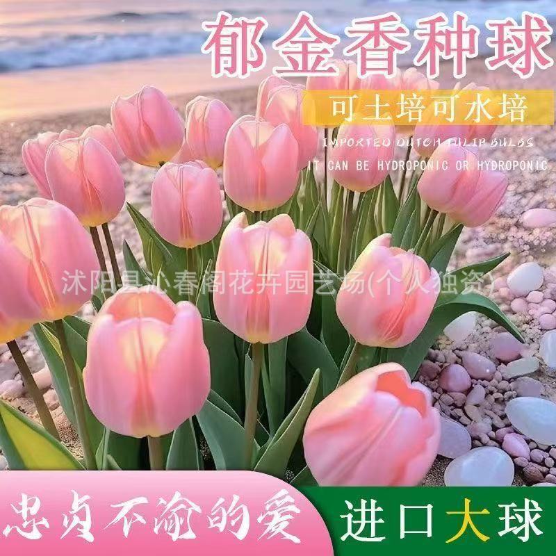 Wholesale In-Stock Tulip Bulbs Single-Petal Variety, 1 Bulb, 5-Degree Bulbs, Indoor Potted Flowers, Blooms All Seasons, Easy to Care for