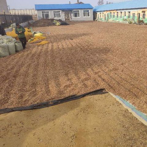 Raw Hazelnuts, Wild Hazelnuts, Northeast Specialty Hazelnut Nuts, Free Shipping, Wild Flat Hazelnut Nuts